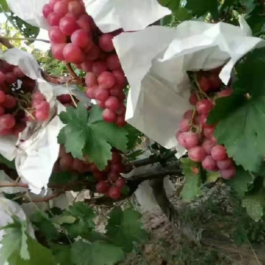 渭南 新鲜红提，现场采摘，
