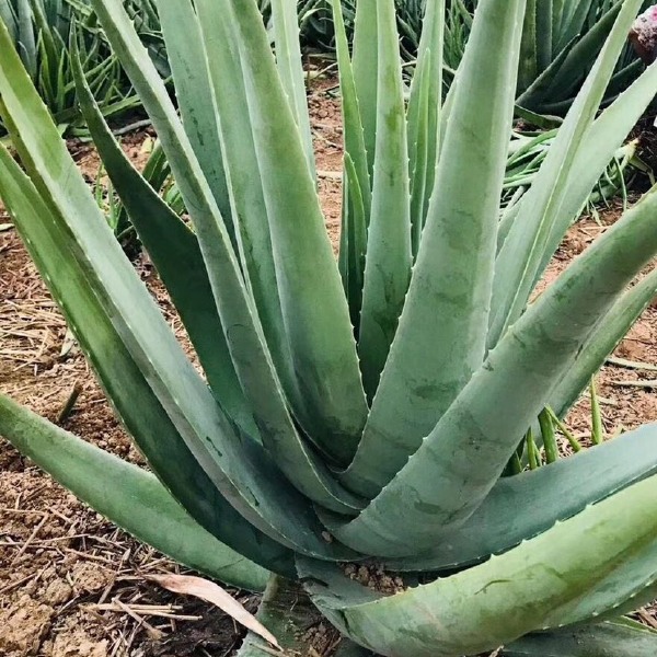  库拉索芦荟 颗型饱满 胶质粘稠  量大从优