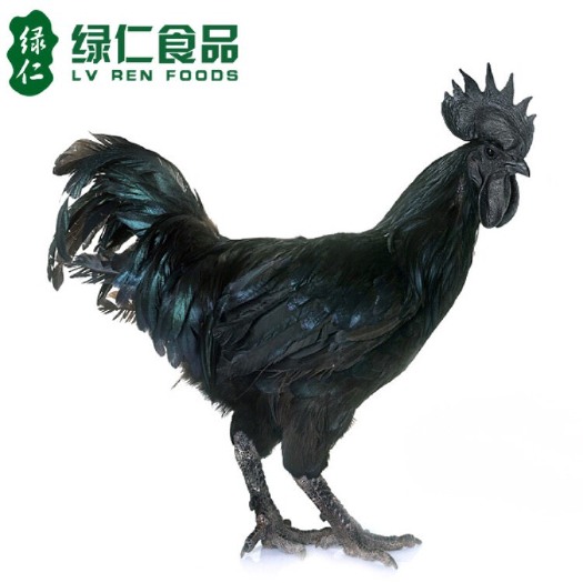 厦门 绿仁包黑鸡山鸡散养正宗五黑鸡新鲜活鸡现杀老母鸡