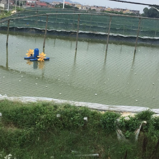 漳浦县澳洲龙虾苗 自然生态繁殖、质量保重、欢迎各位老板来咨询。