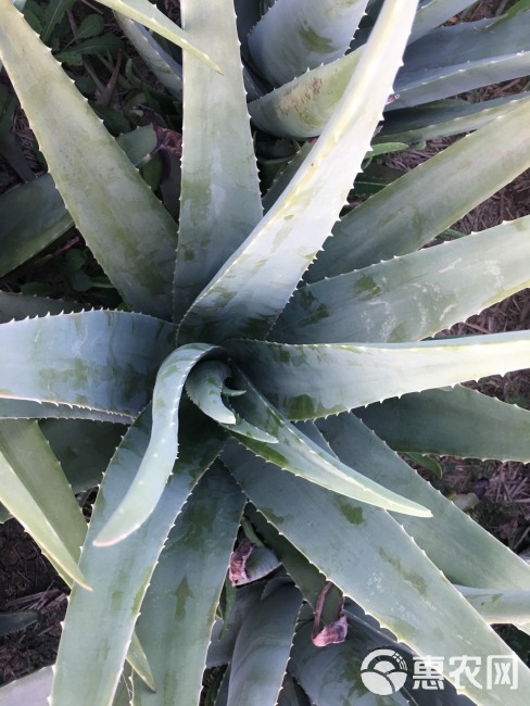  库拉索芦荟 颗型饱满 胶质粘稠  量大从优