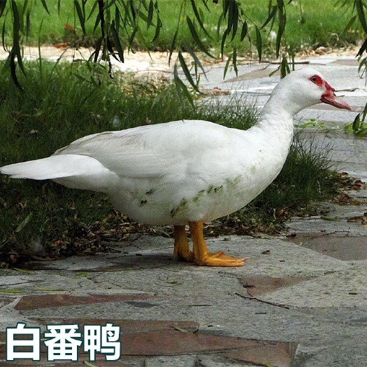 南宁 白番鸭苗    M18苗桂柳大白鸭苗合浦杂交鸭苗