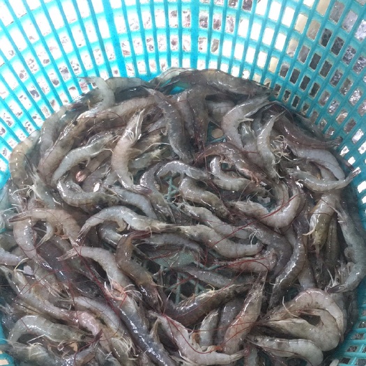 越南对虾 冰鲜虾