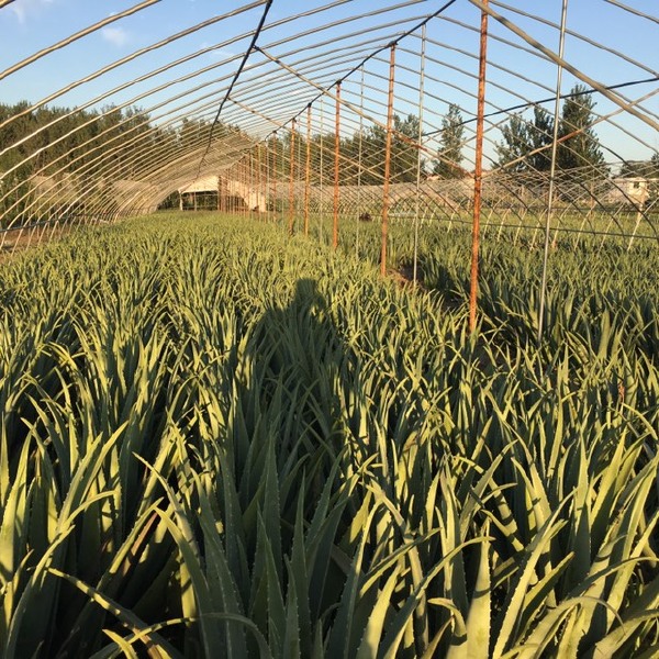  库拉索芦荟 颗型饱满 胶质粘稠  量大从优