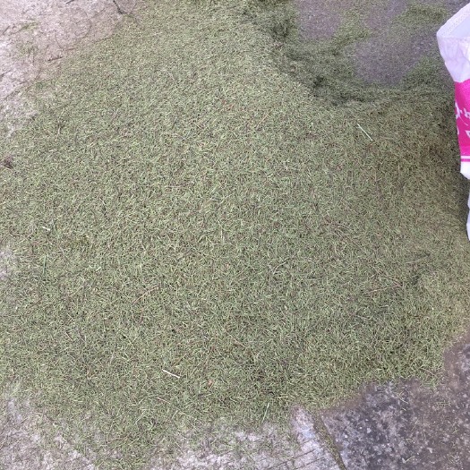 重庆市中药材迷迭香 迷迭香干叶