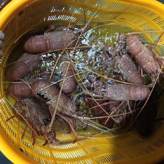 澳洲龙虾 澳洲大红龙