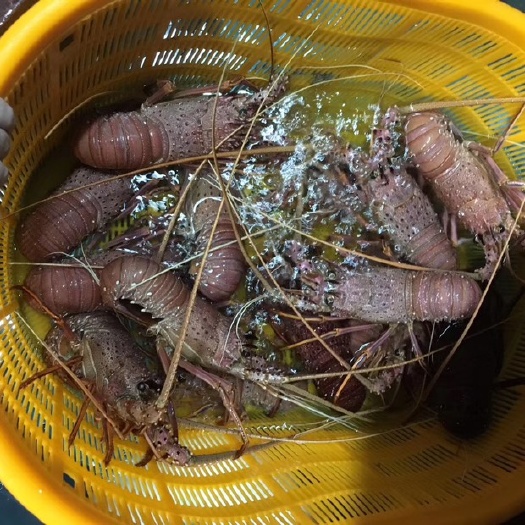 厦门澳洲龙虾 澳洲大红龙