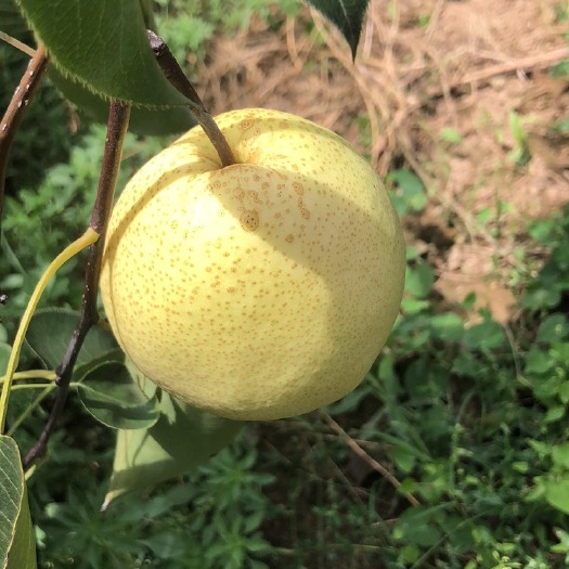 蒲城县 贡梨
