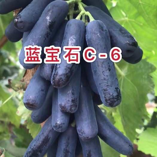 平邑县蓝宝石葡萄苗 纯种葡萄树苗 二年嫁接苗基地直发保湿处理可签合同。