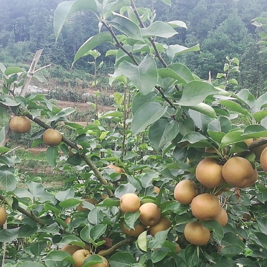 溆浦县 金秋梨大量上市