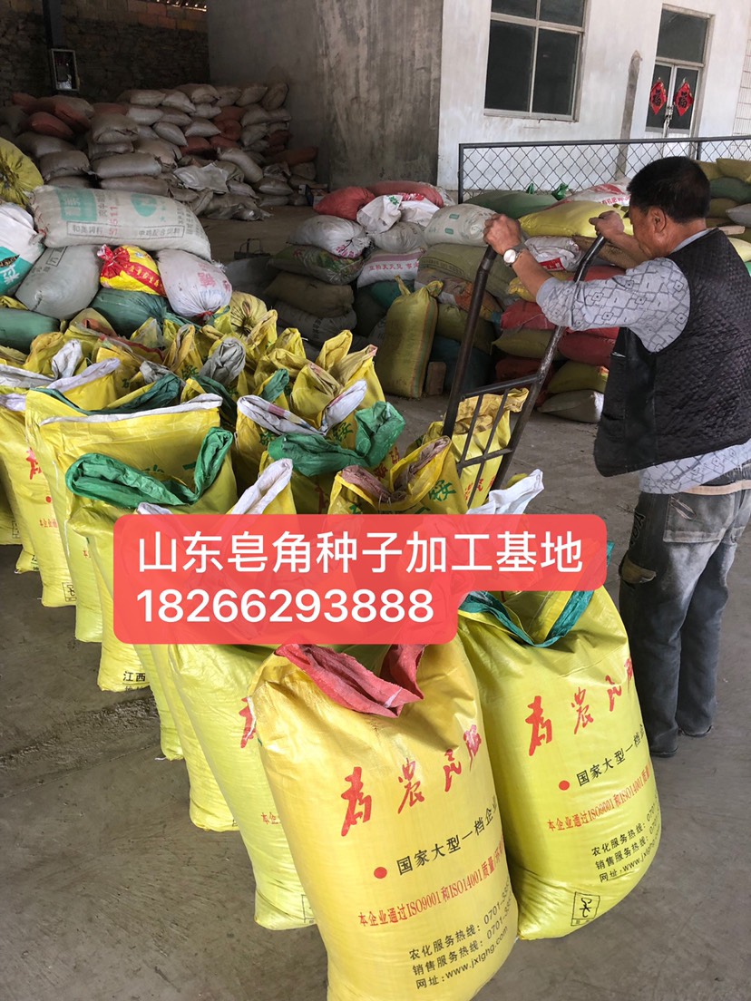  皂角种子（大中小）需要朋友联系产量400～600