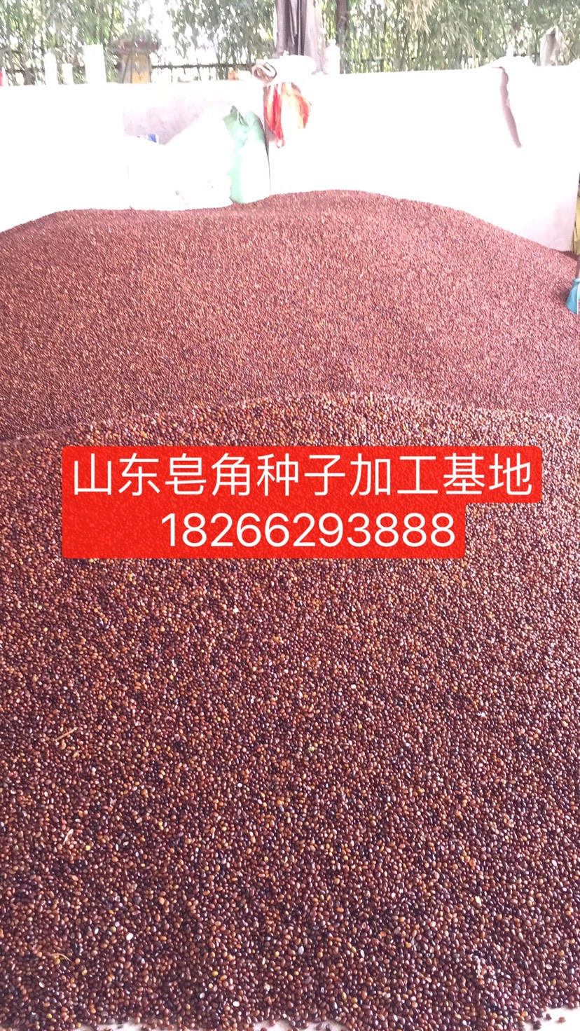  皂角种子（大中小）需要朋友联系产量400～600