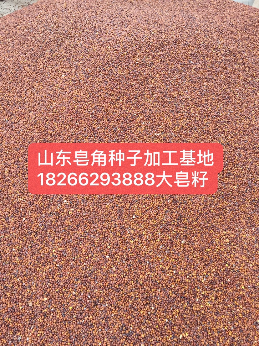  皂角种子（大中小）需要朋友联系产量400～600