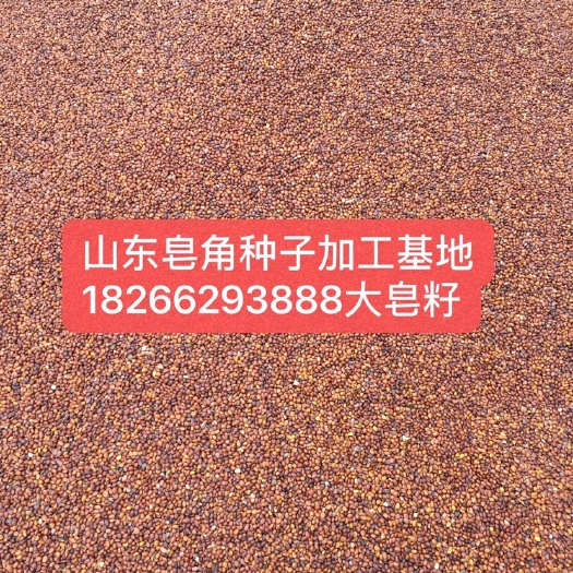 枣庄 皂角种子（大中小）需要朋友联系产量400～600