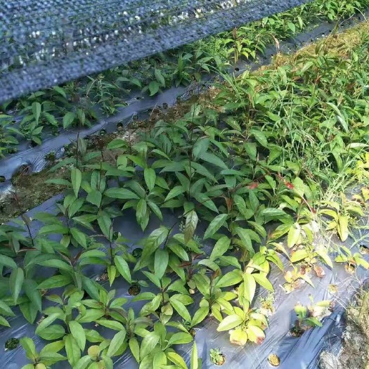 龙门县 黑老虎（布福娜）粉红一号苗
