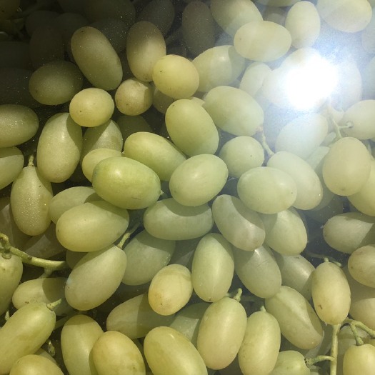 涿鹿县 精品马奶，美人指，大量上市，后期还有红提，龙眼葡萄