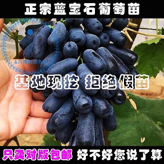 平邑县 蓝宝石葡萄苗，包过包质量，提供技术指导.红宝石葡萄苗
