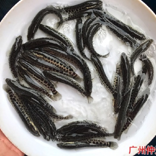 广州 杂交黑鱼苗 杂交生鱼苗 乌鱼苗出售