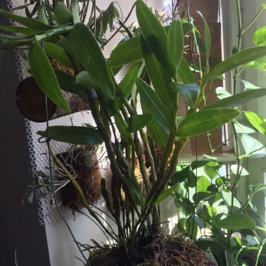 池州金钗石斛  金钗叠鞘石斛