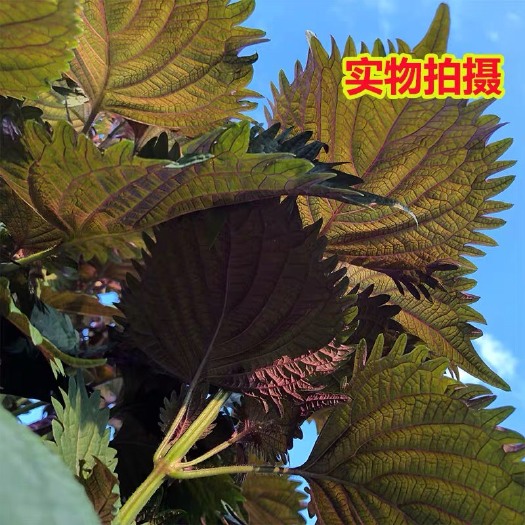 广宁县 新鲜紫苏叶 正宗野生天然紫苏天