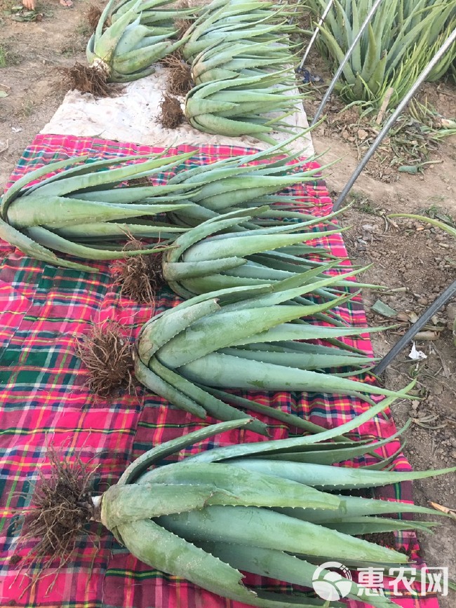  庞家荟芦荟仙人掌种植场