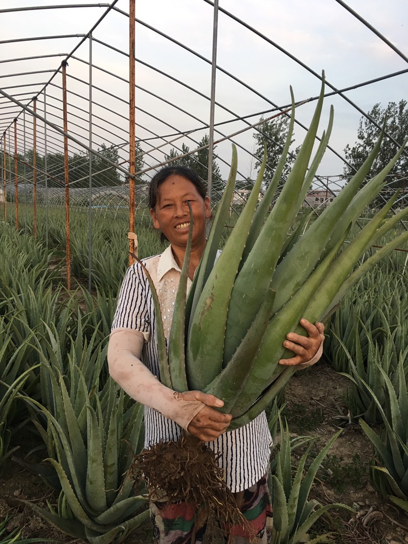  庞家荟芦荟仙人掌种植场