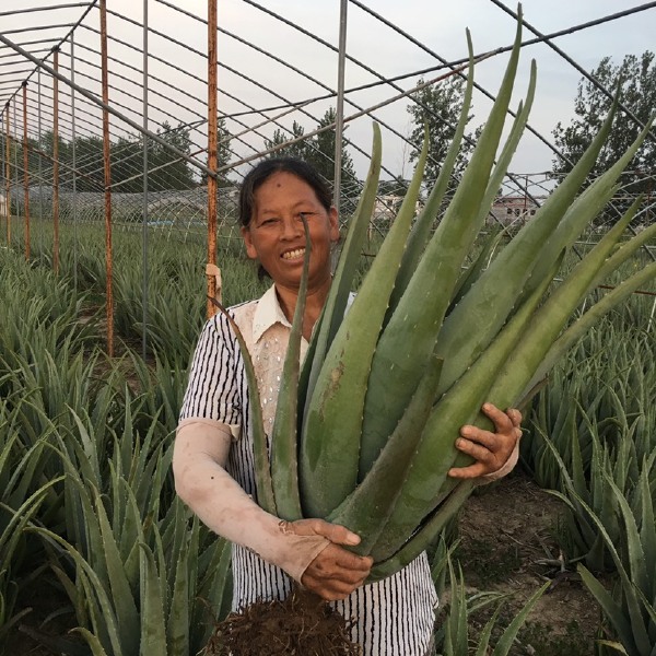  庞家荟芦荟仙人掌种植场