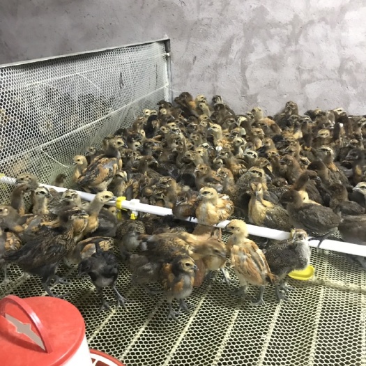 弥渡县乌骨鸡苗 统货
