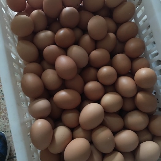 漳州 鲜鸡蛋批发