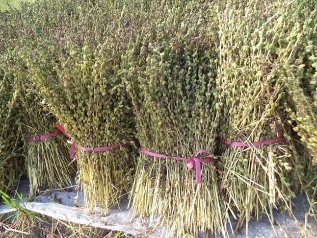 瑞丽市 缅甸白芝麻，不含重金属。天然无公害芝麻。品质看得见。