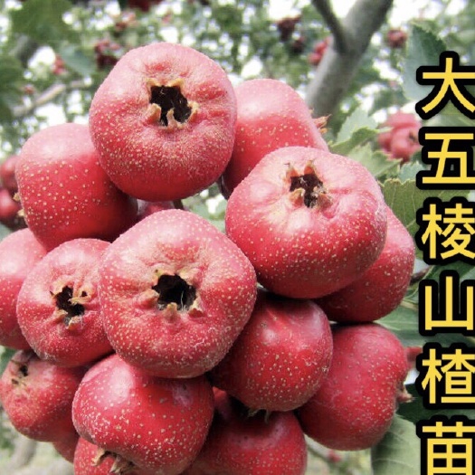 平邑县 山楂树苗嫁接二年苗 果实大 产量高耐储存 基地直发包成活。