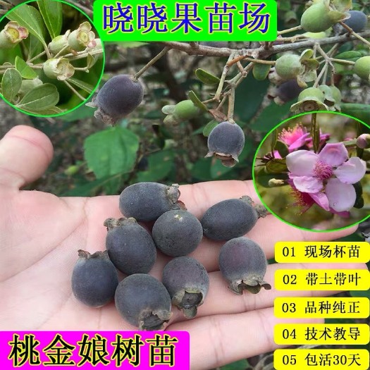 灵山县桃金娘苗 桃金娘树苗 念子果树苗 盆栽地栽庭院种植都可以 野生能力强