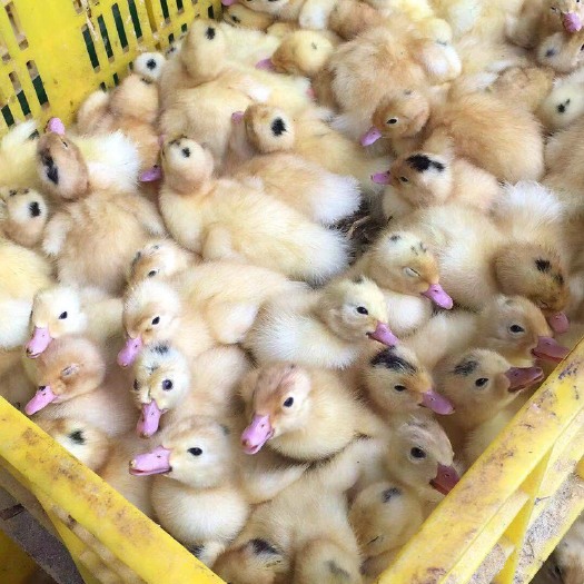 南宁一点头鸭苗