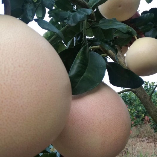 蕉岭县红肉蜜柚 梅州三红柚蜜柚甜度15