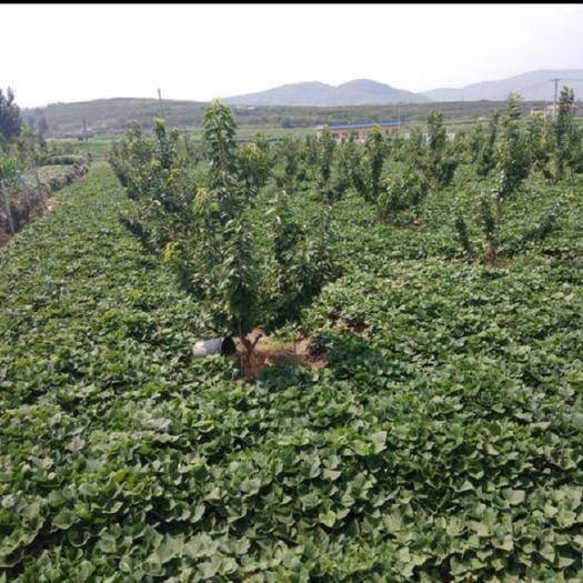 翼城县 一手货源，无公害红薯叶，现摘现发，保质保量，可议价，电联！