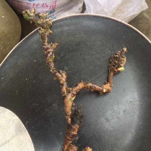 新丰县 九节石菖蒲
