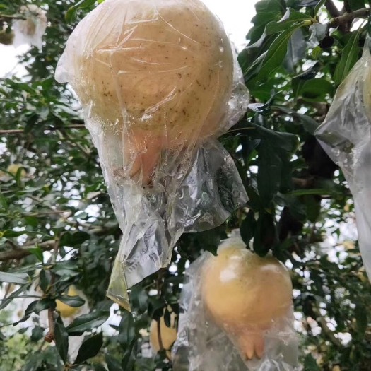 蒙自市 蒙自老树绿籽石榴