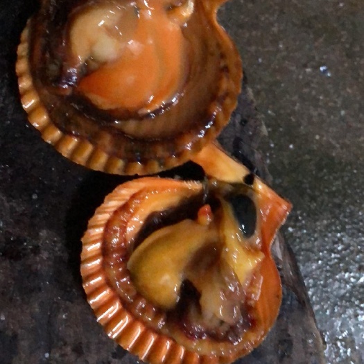 漳浦县 黄金扇贝上市大量批发