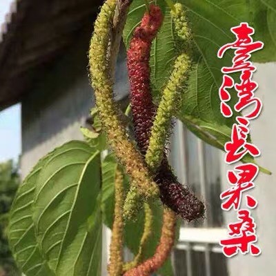 平邑县 无籽大十桑椹苗嫁接苗果桑树苗桑果苗长果桑树苗当年结果