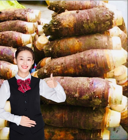 乐昌市 韶关乐昌市超粉巨型芋头，最重达11斤一个