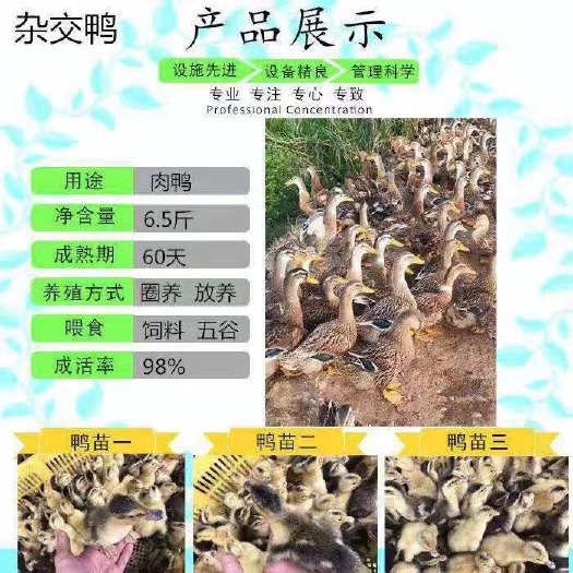 南宁杂交鸭苗 郊区杂交鸭直销点