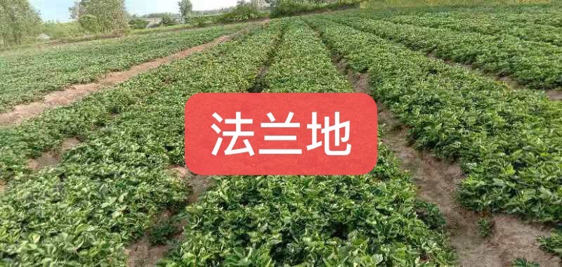 罗山县一代法兰地草莓苗品种纯正河南信阳