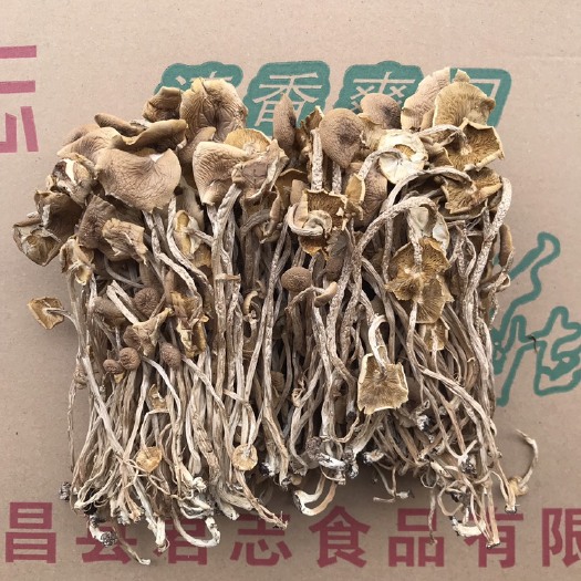 江西广昌县君志 广昌3号茶树菇干货批发 新货开伞精品 菇香柄长条形均匀