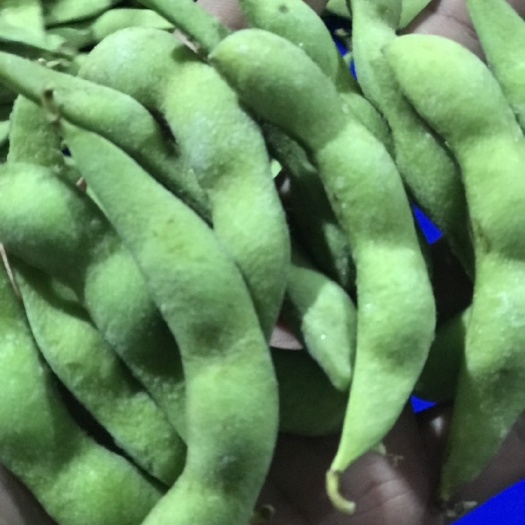 莘县速冻毛豆 长年加工