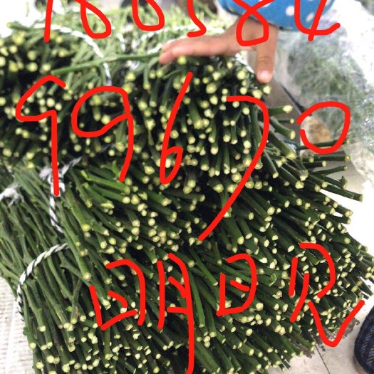 象山县明日见枝条 明日见精细的好枝条