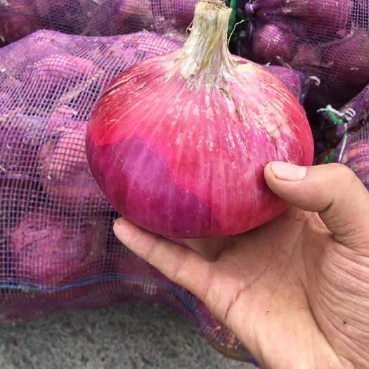 通许县红皮洋葱  洋葱、二红洋葱大量供应