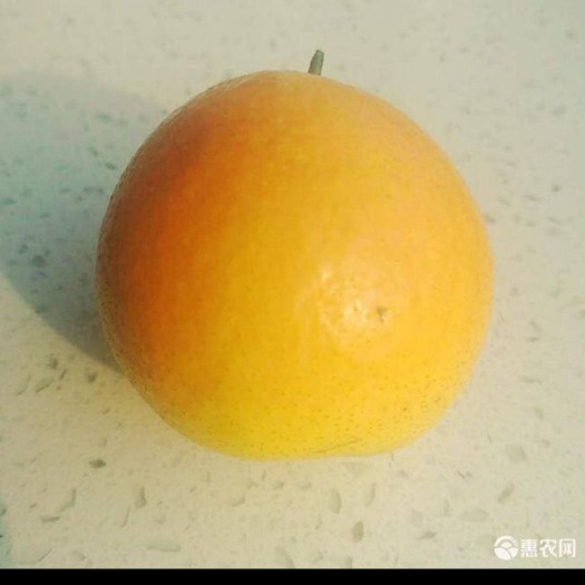 北镇市南果梨 55mm以上 60-100g