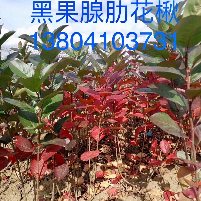 九九草莓 东北辽宁供应 不老莓 野樱莓 小苗价格优惠