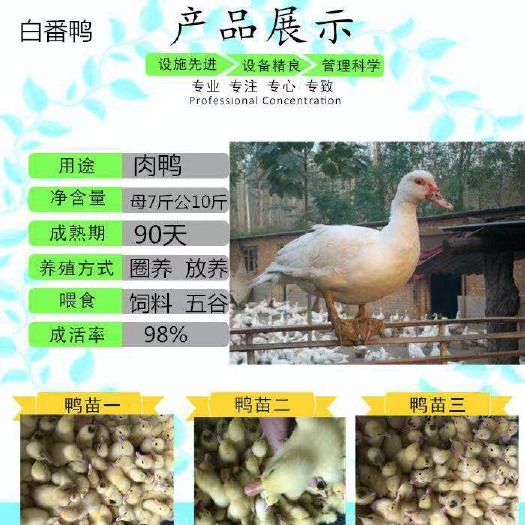 钦州 白番鸭苗，白火鸭，西洋鸭