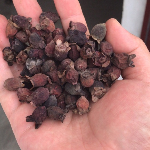始兴县捻子干 桃金娘干干货 泡酒专用材料 三蒸三晒多尼干